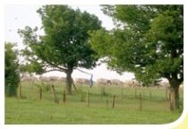 Vache sous la conduite d'un fermier